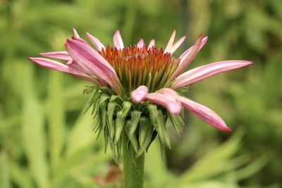 Close-up of pink flower