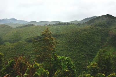 Landscape with mountain range in background