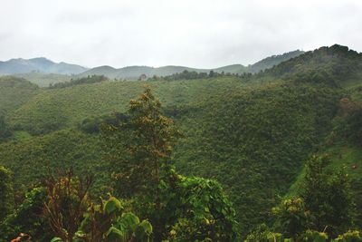 Green mountains against clear sky