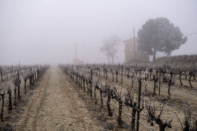 Sunrise in a landscape of vineyards during a foggy winter morning in the province of tarragona 