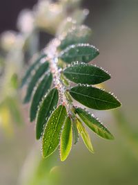 Close-up of dew and leaves on plant