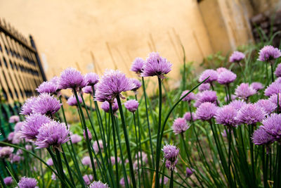 Close-up of purple flowering plants on field