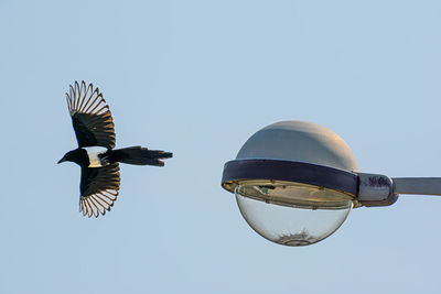 Low angle view of bird flying against sky