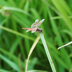 Close-up of insect on grass