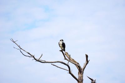 Low angle view of eagle perching on branch