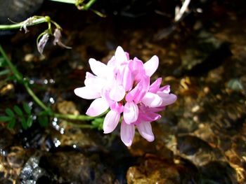 Close-up of pink flower blooming