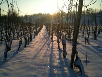 Bare trees on snow covered landscape