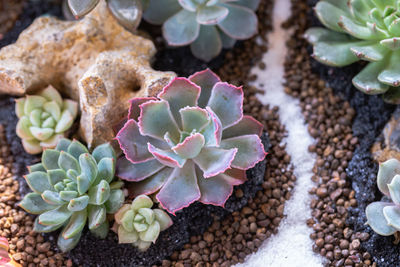 High angle view of succulent plant