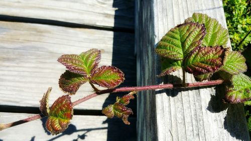 Red and green vine growth. creeping over wood walking bridge.