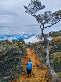 Rear view of man walking on street amidst trees against sky