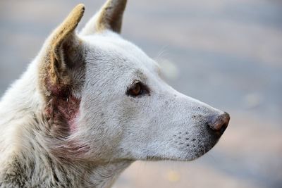 Close-up of a dog looking away