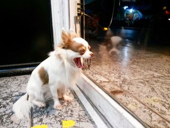 Close-up of lap dog yawning 