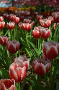 Close-up of red tulips