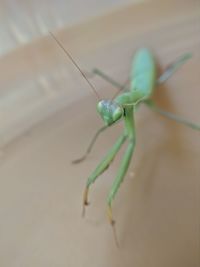 Close-up of insect