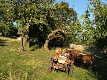 Cows on field by trees