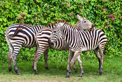 Zebra standing in a field