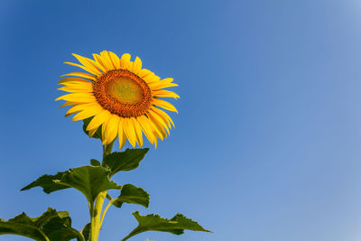 Low angle view of sunflower against blue sky