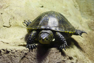 High angle view of shell on sand