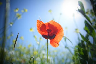 Close-up of orange flower against sky