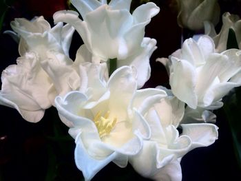 Close-up of white flower