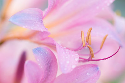 Close-up of pink flower