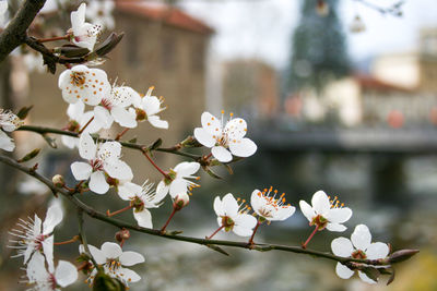 Close-up of white cherry blossom tree