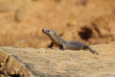 Close-up of lizard on rock