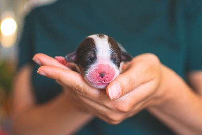 Midsection of woman holding puppy