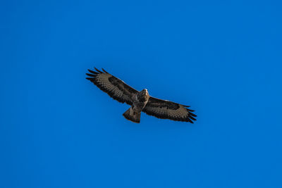 Low angle view of buzzard flying against clear blue sky