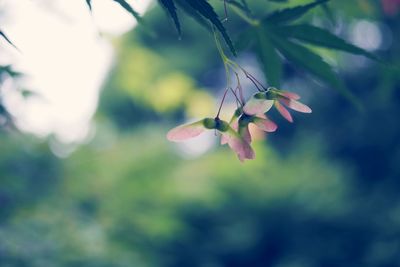 Close-up of pink flowering plant