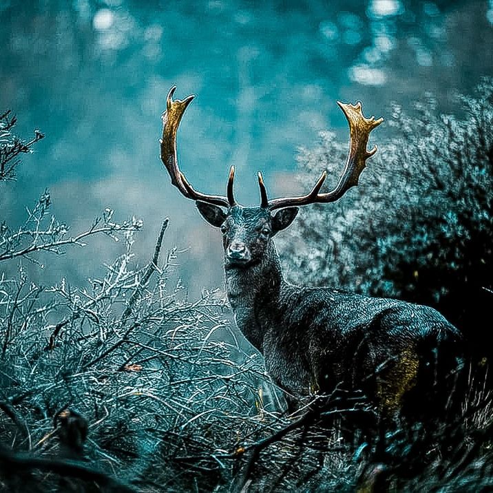 animal, animal themes, animal wildlife, deer, wildlife, nature, antler, one animal, mammal, no people, tree, plant, reindeer, outdoors, beauty in nature, day, stag, winter