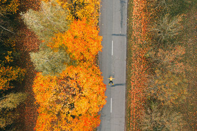 High angle view of trees by road during autumn
