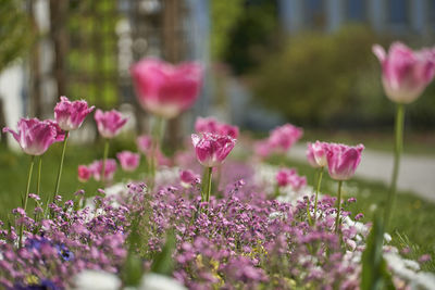 Close-up of pink flowering plants