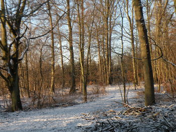 Bare trees in forest during winter