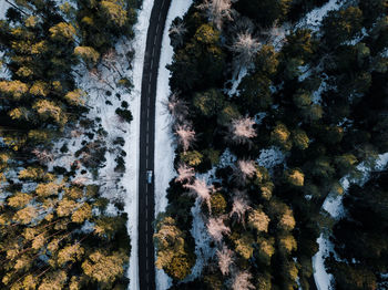 Aerial view of trees in forest during winter