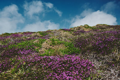 Purple flowering plants on field against sky near bedruthan steps