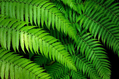 Full frame shot of fern leaves