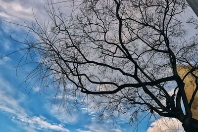 Low angle view of bare tree against sky