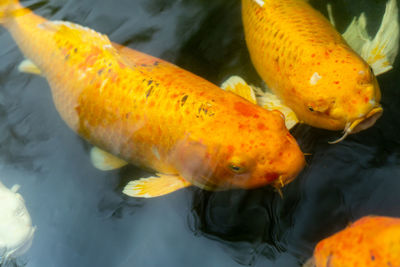 High angle view of koi carps swimming in sea