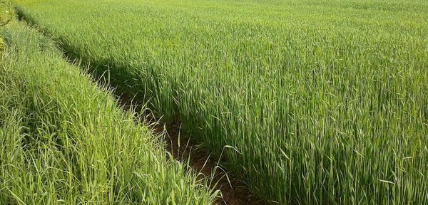 High angle view of wheat growing on field