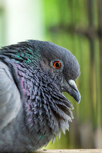 Close-up of parrot