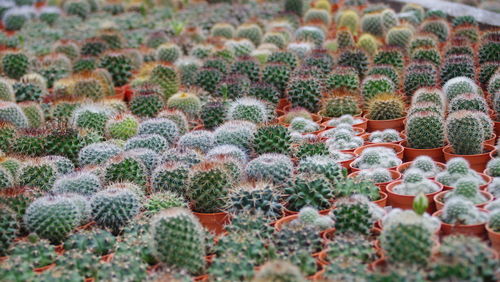 Cactus plants growing in greenhouse