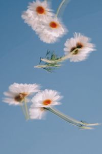 Low angle view of white flowering plant against sky