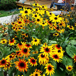 Close-up of yellow flowers