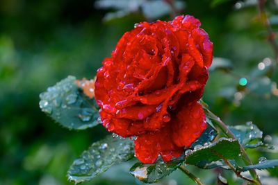 Close-up of dew drops on rose