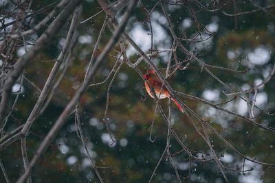 Close-up of bird perching on tree during winter