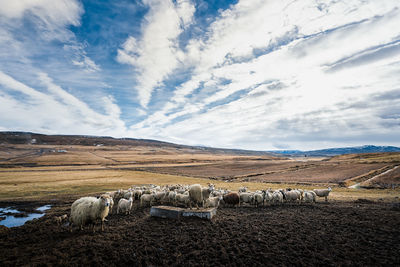 Scenic view of field against cloudy sky