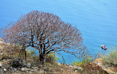 High angle view of plants by sea