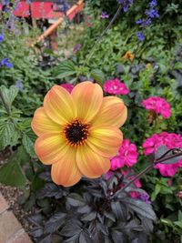 Close-up of flowers blooming outdoors