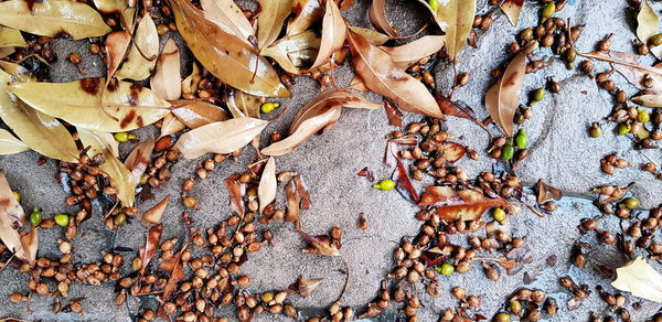 Dried leaves on the concrete floor on a wet rainy day in alampra cyprus